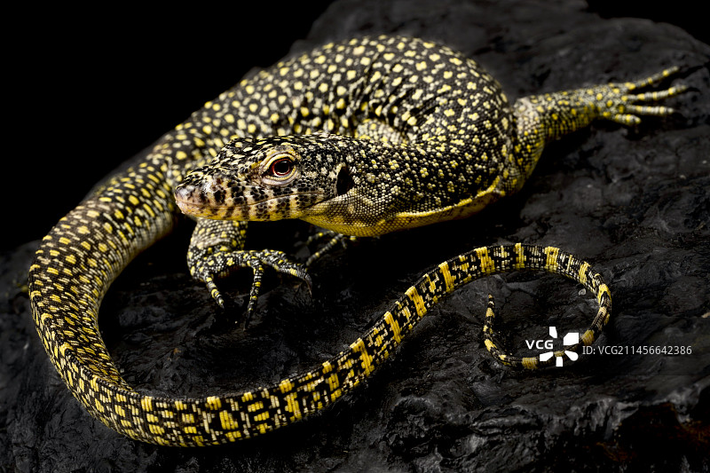 红树林巨蜥（瓦蓝巨蜥）图片素材