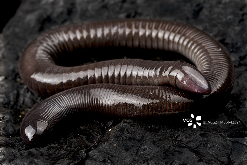 墨西哥蚓螈图片素材