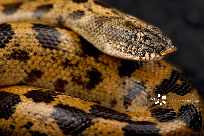 米勒氏沙蟒 (Eryx muelleri)图片素材