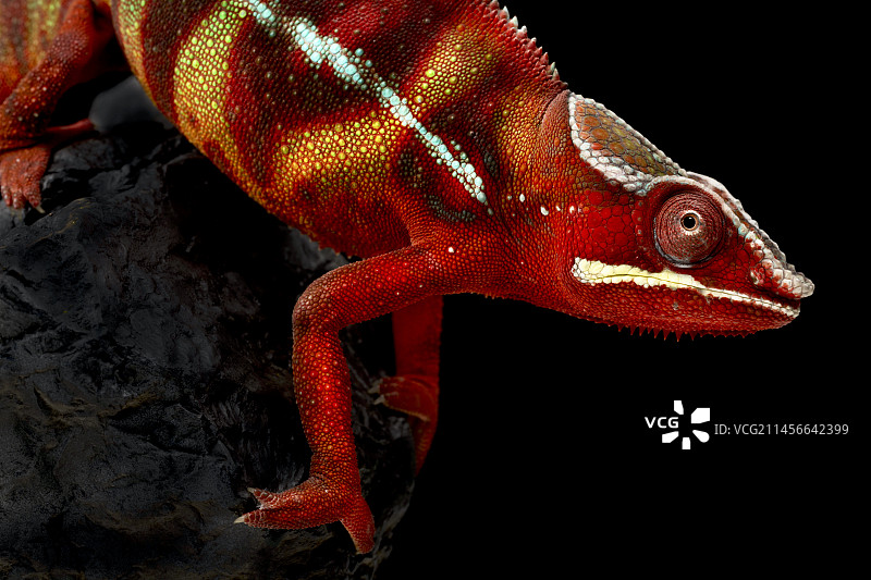 变色龙雄性图片素材