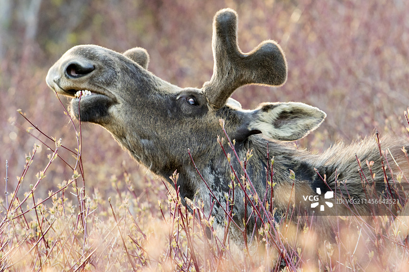 长出新鹿角的东方驼鹿图片素材