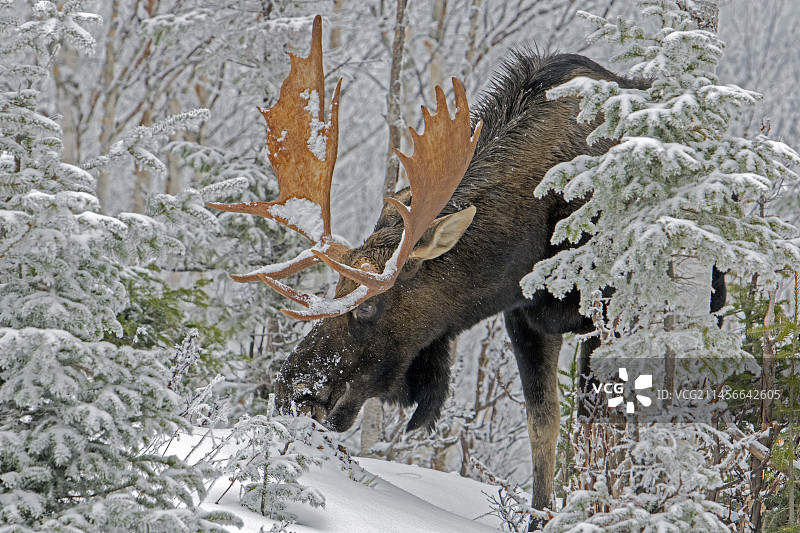 东部驼鹿在 rutting 季节后在白雪皑皑的森林中以香脂冷杉树枝为食，加拿大魁北克图片素材