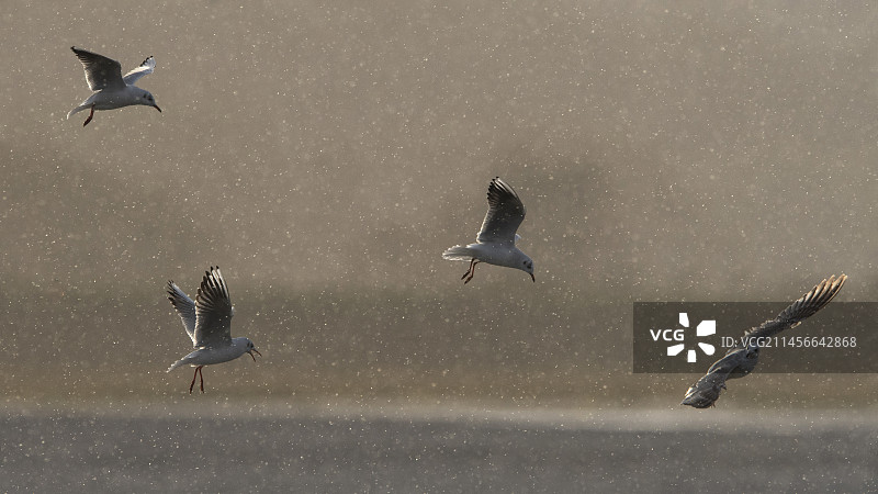 在法国布列塔尼雨中飞翔的黑头鸥群图片素材