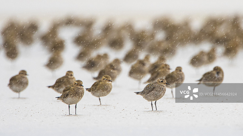 雨中的欧洲金鸻(Pluvialis apricaria)，法国布列塔尼Goulven湾图片素材