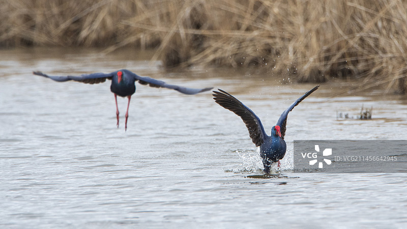 降落在水中的紫水鸡，法国卡马格图片素材
