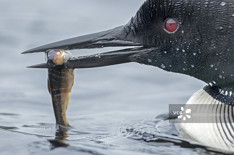 加拿大魁北克La Mauricie国家公园，带有小鳟鱼的普通潜鸟图片素材