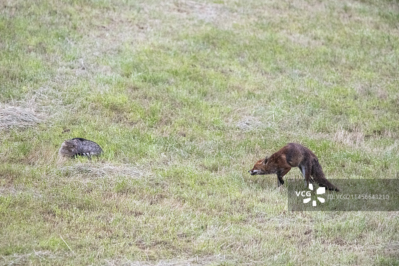 法国孚日，草地上，野猫(Felis silvestris)面对一只红狐(Vulpes Vulpes)图片素材