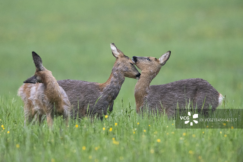 法国孚日的雌鹿(Capreolus Capreolus)图片素材