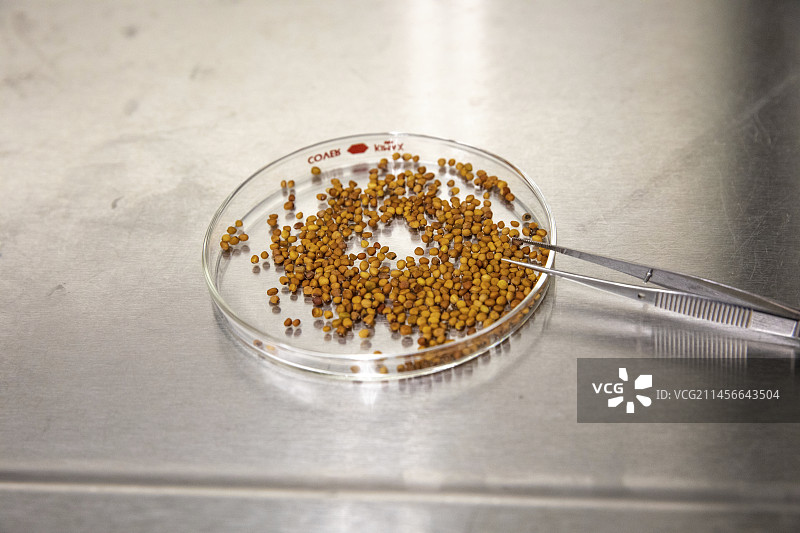 准备种植的萝卜种子图片素材