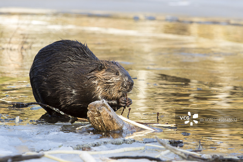 北美海狸在日落时于湖边啃食树枝加拿大魁北克拉莫里斯国家公园图片素材