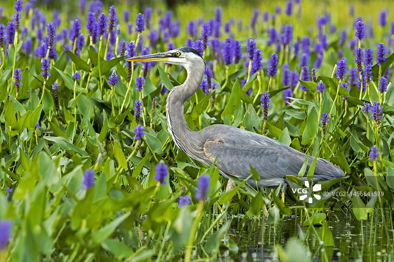 大蓝鹭在梭鱼草中捕猎，毛里西国家公园，加拿大魁北克图片素材