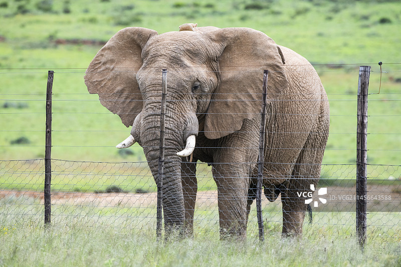 非洲象站在带电的栅栏旁图片素材