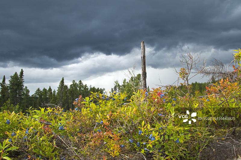 杰克松(班克松)人工林和蓝莓(越橘属)苗床，魁北克上莫里斯地区，加拿大图片素材