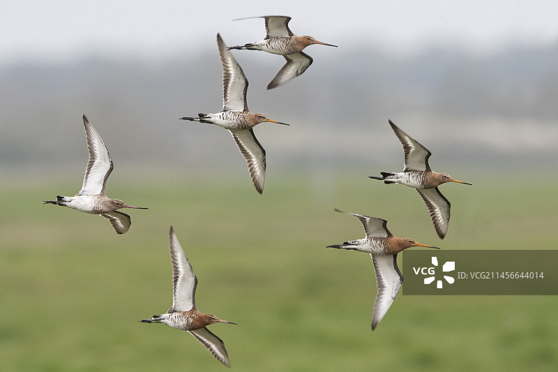 飞行中的黑尾鹬(Limosa Limosa)群，布列顿-旺登，法国图片素材