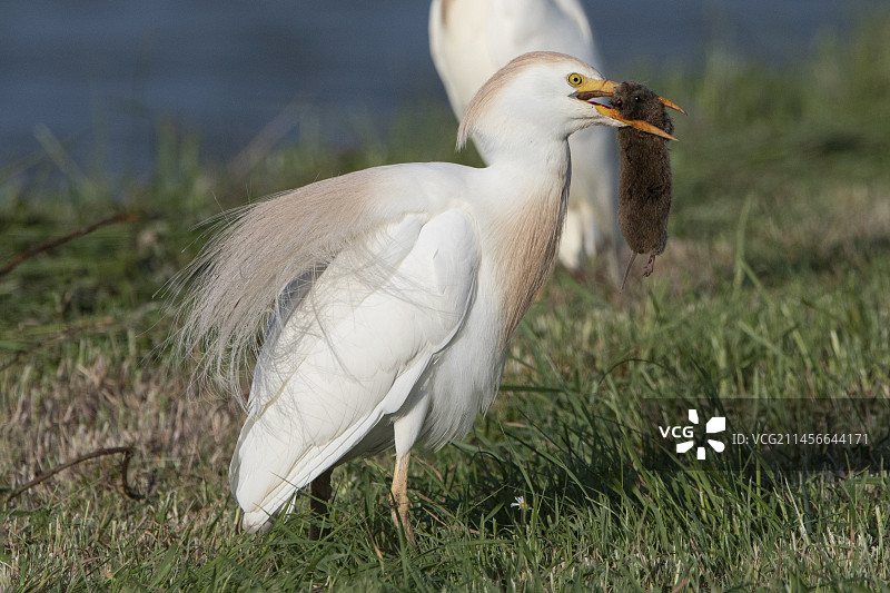 法国旺代，牛鹭(Bubulcus ibis)抓田鼠图片素材