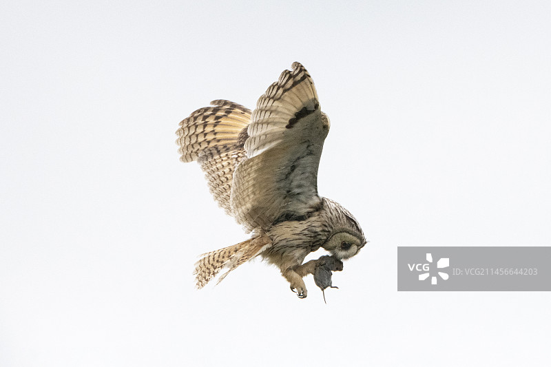 飞行中的长耳猫头鹰(Asio otus)与一只陆地田鼠一起喂养幼崽，法国旺代图片素材