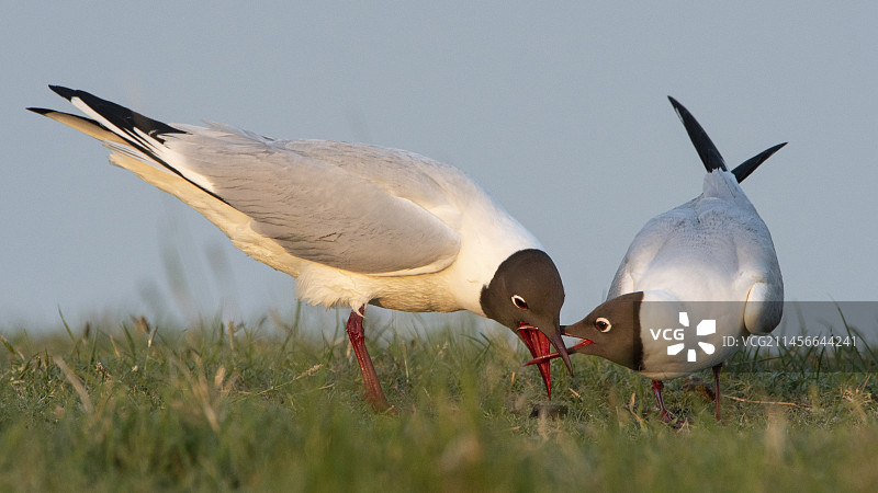 法国旺代，地面上的黑头鸥(学名:Chroicocephalus ridbundus)图片素材