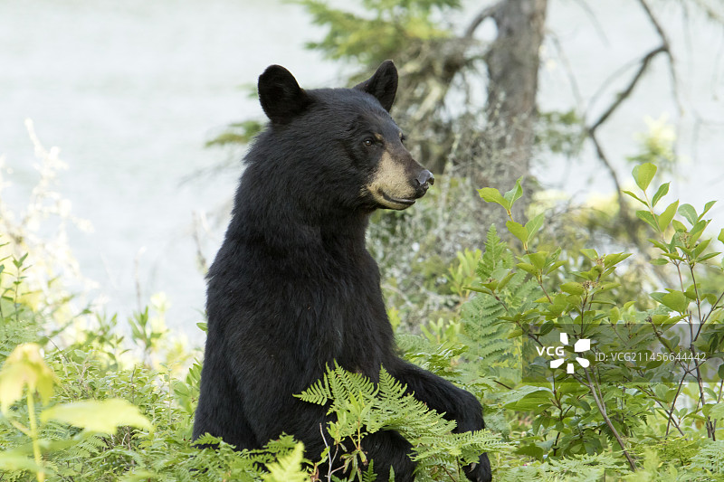 黑熊，站在湖岸边观望（加拿大魁北克拉 Mauricie 国家公园）图片素材