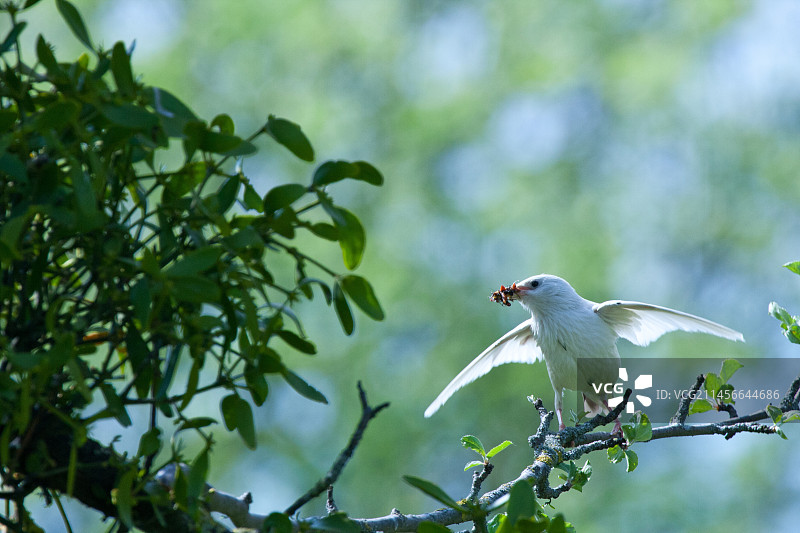 白化八哥（Sturnus vulgaris）在树枝上觅食，瑞士沃州图片素材