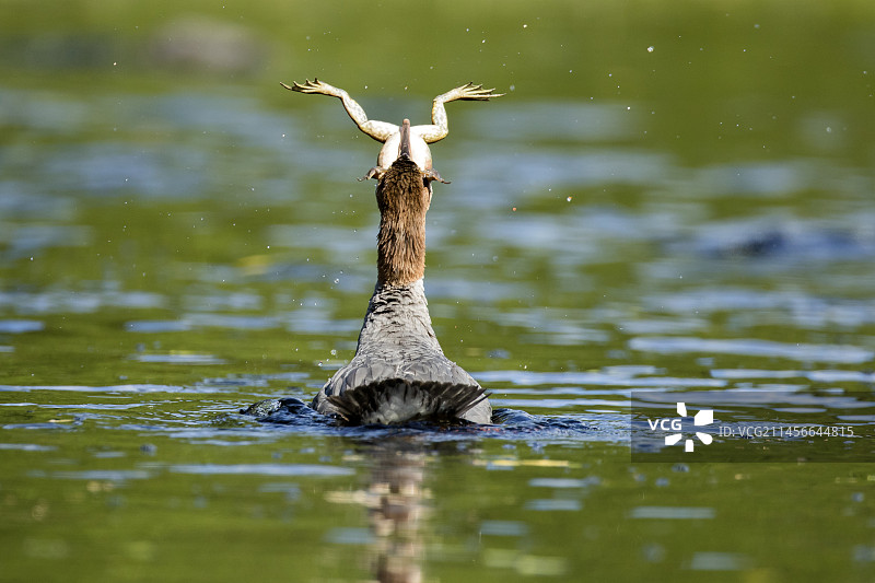 普通秋沙鸭（雌性）吞下一只巨大的牛蛙。拉莫里西国家公园，加拿大魁北克省图片素材