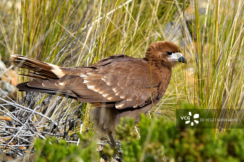 安第斯山脉的幼年巨隼（海拔3500-5000米）：厄瓜多尔南部、秘鲁、玻利维亚、阿根廷西北部、智利图片素材