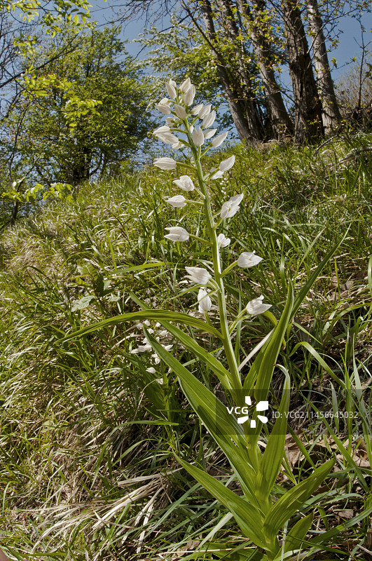 自然环境中的剑叶喜林草图片素材