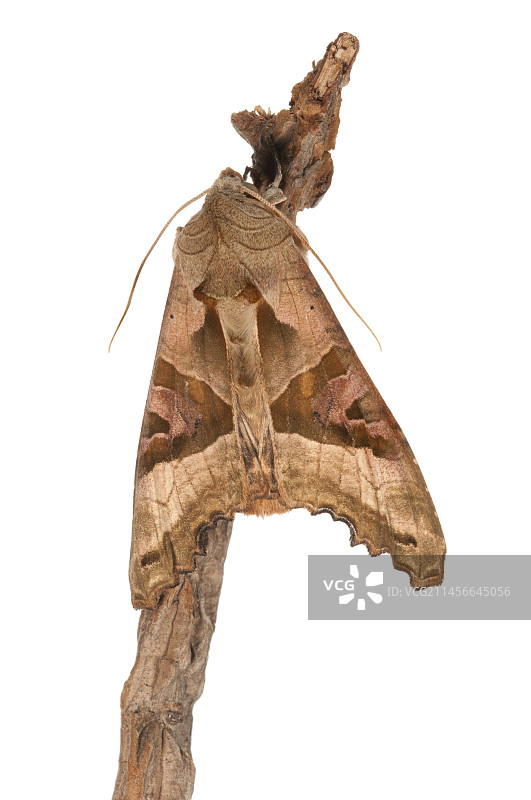 夜蛾，意大利利古里亚，白色背景图片素材