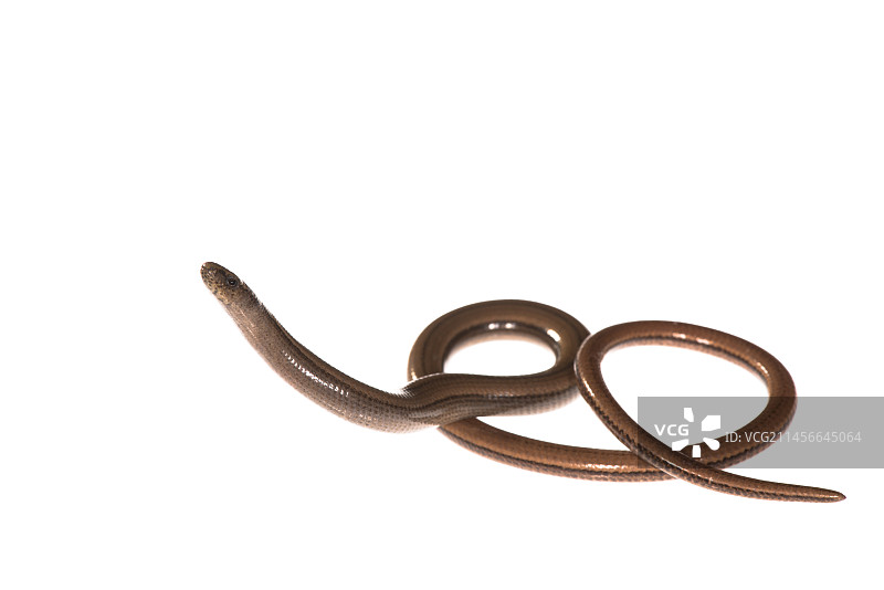 意大利利古里亚，白背景上的 slow worm 或 blindworm (Anguis fragilis) 侧视图图片素材