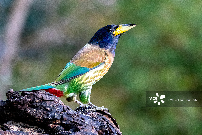 绿拟鴷图片素材