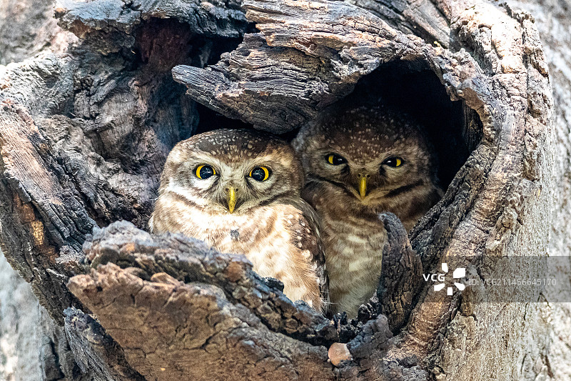 印度德里：穴鸮（Athene brama）图片素材