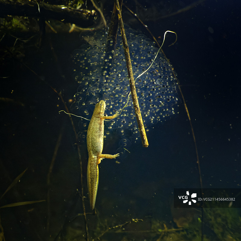 法国卢瓦-谢尔省库菲公社池塘中，一只掌蝾螈（Lissotriton helveticus）雌性正在捕食草蛙卵图片素材