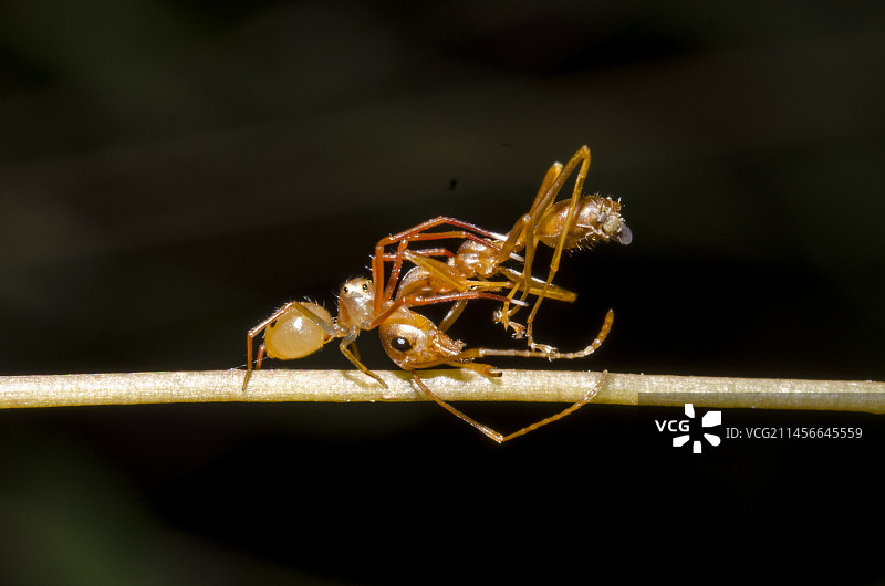 蚁蛛（Amyciaea sp）在茎上攻击织叶蚁（Oecophylla sp），印度尼西亚巴厘岛库隆孔图片素材