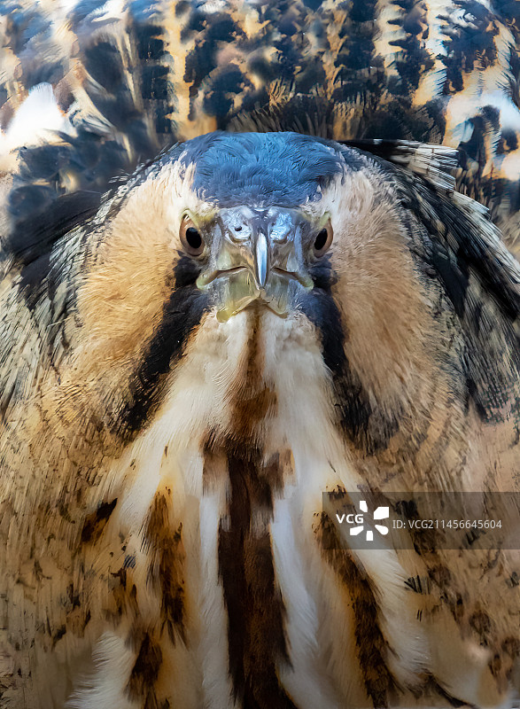 英格兰的普通麻鳽（Botaurus stellaris）头部细节图片素材