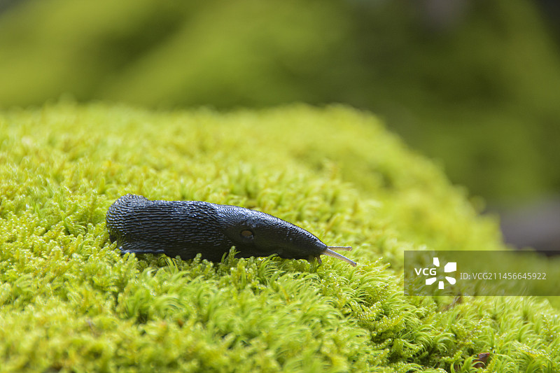 黑蛞蝓在法国奥弗涅山区森林的苔藓上图片素材