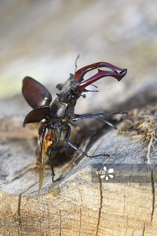 飞离的锹甲（Lucanus cervus），法国，奥弗涅图片素材