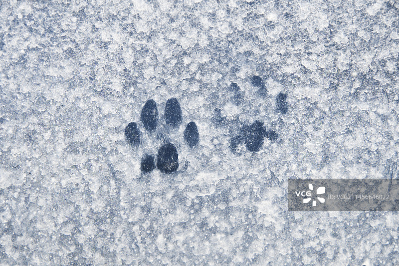 猫爪在石灰岩粉尘下的汽车上，法国图片素材