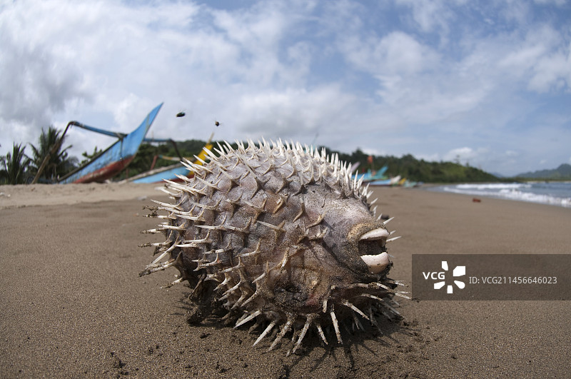 死去的黑斑刺豚鱼，在印度尼西亚东爪哇岛苏卡马德海滩上图片素材