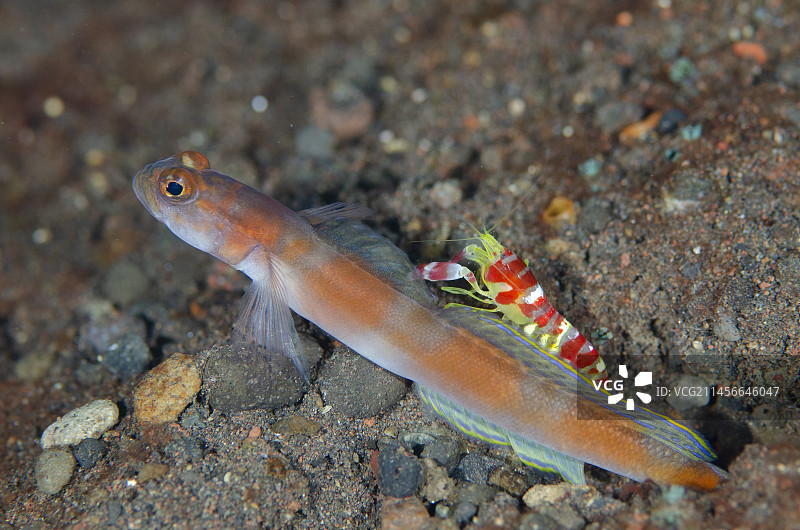 扬氏丝鰕虎鱼和兰德尔枪虾，印度尼西亚巴厘岛图片素材