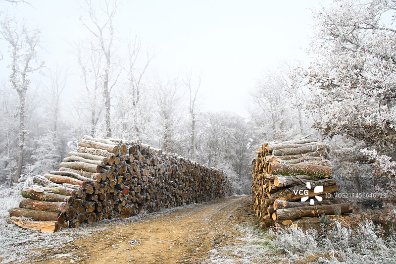 法国奥弗涅森林巷道中冬季霜冻下储存的木柴图片素材