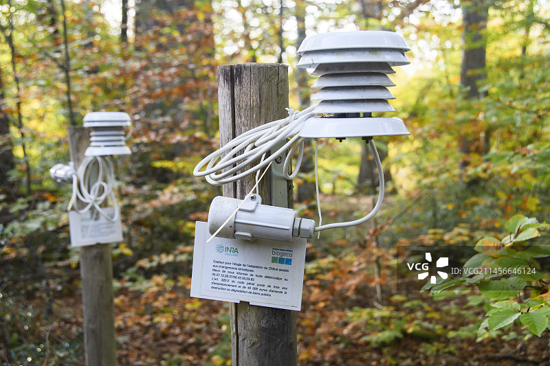 研究气候变化适应性的无梗花栎传感器，法国阿利埃图片素材