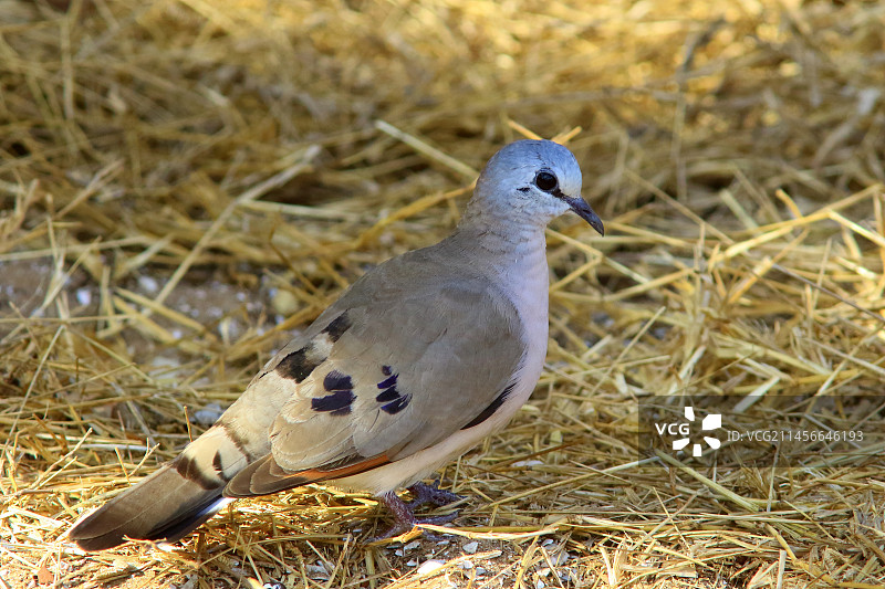 黑嘴姬金鸠在地面上，卡萨芒斯，塞内加尔图片素材