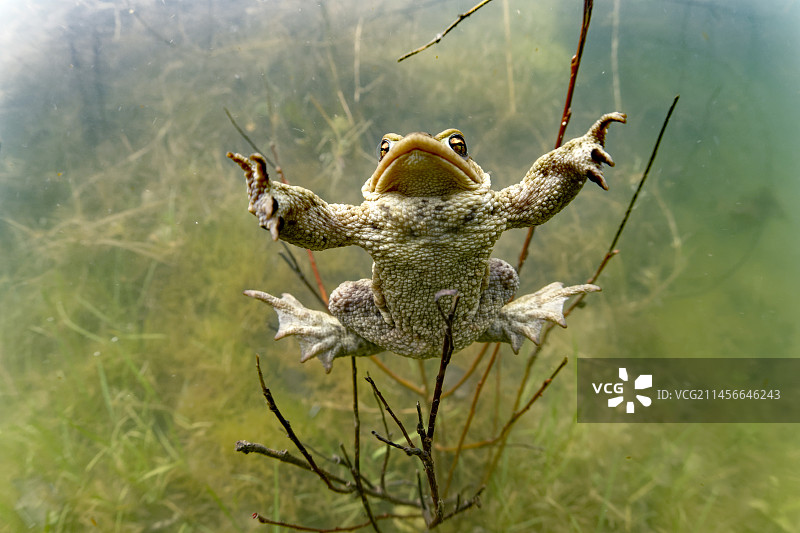 雄性普通蟾蜍在法国卢瓦尔-谢尔省库菲市的池塘里寻找配偶图片素材
