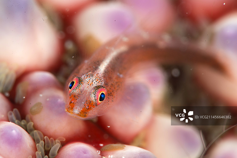 普通幽灵鰕虎鱼图片素材