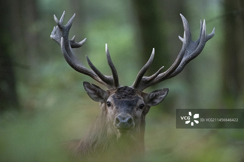 红鹿(Cervus elaphus)牡鹿，孚日，法国图片素材