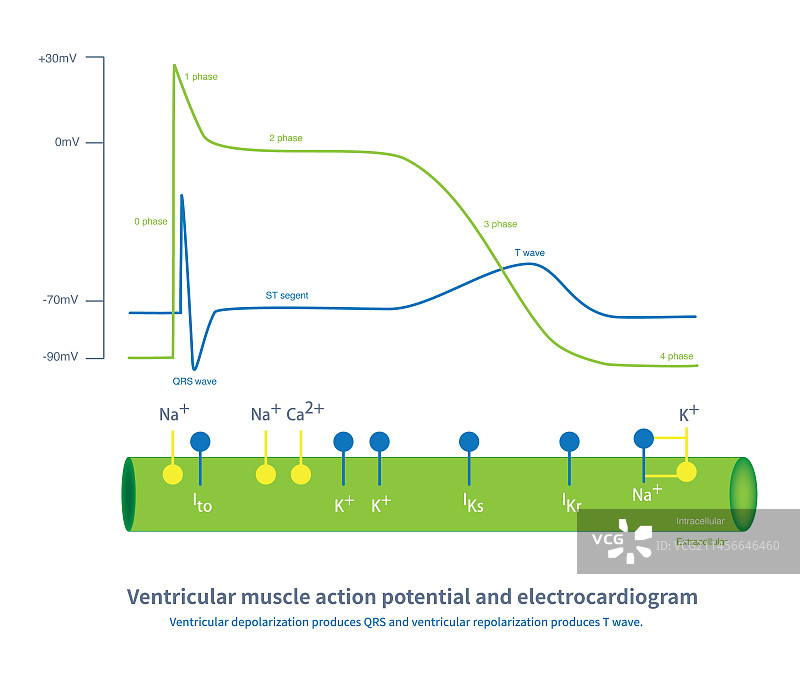 心室肌肉动作电位和心电图图示图片素材