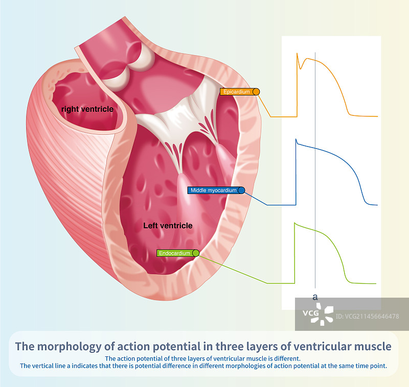 心室肌层中的动作电位图片素材