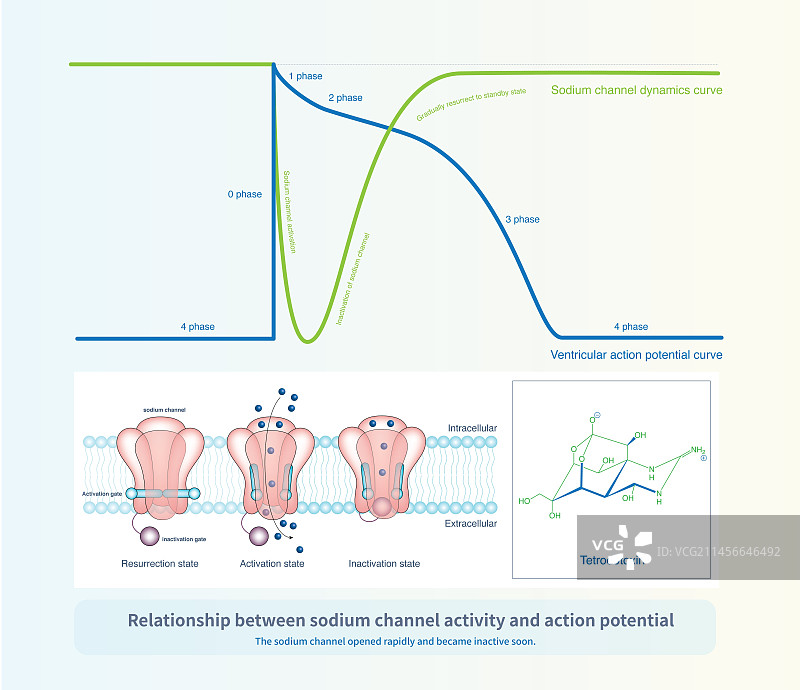 钠通道活性和动作电位，图示图片素材