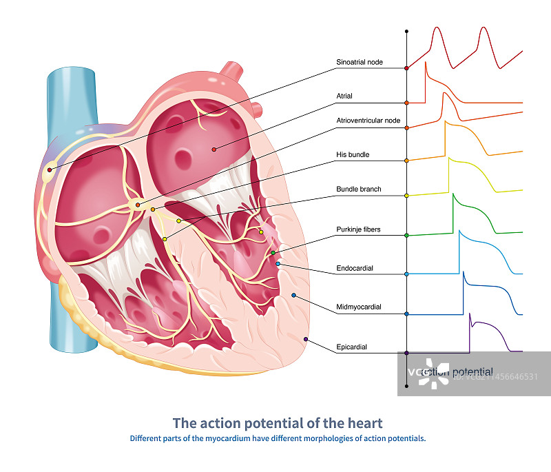 心脏动作电位图示图片素材