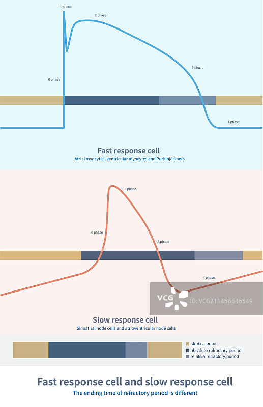 快速反应细胞和慢速反应细胞，图示图片素材