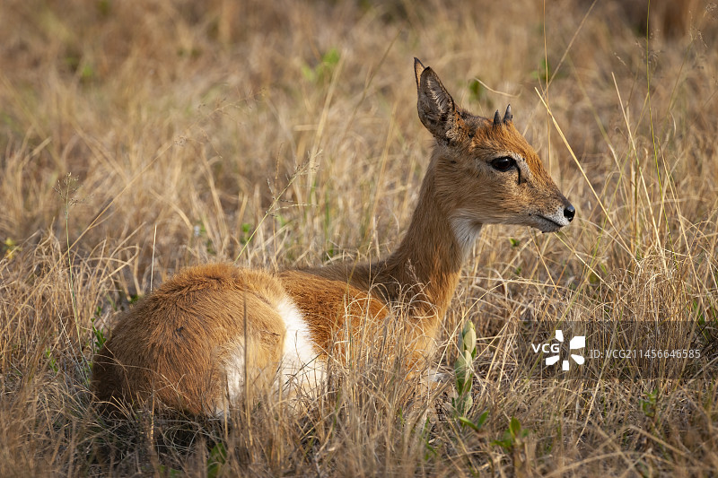 南非夸祖鲁-纳塔尔省羚羊图片素材
